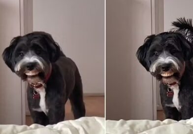 Cão viraliza ao ‘roubar’ dentadura de idosa