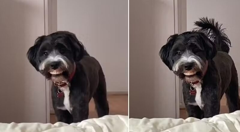 Cão viraliza ao ‘roubar’ dentadura de idosa